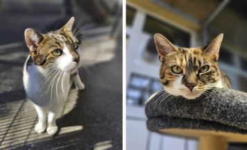 Tips-Tierecke: Tiger und Nala suchen gemeinsames Zuhause