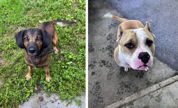 Tips-Tierecke: Luna und Rudi suchen erfahrene Hundehalter