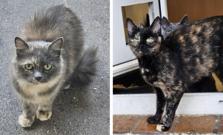 Opal (links) und Jade (rechts) suchen ein liebevolles Zuhause mit Freigang. (Foto: Tierheim Linz)