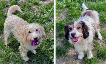 Tips-Tierecke: Sissy und Struppi suchen ein ruhiges Zuhause