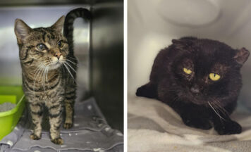 Tips-Tierecke: Zuhause für zwei Kater gesucht