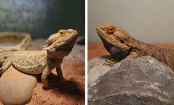 Tips-Tierecke: Jabba und Ohnezahn suchen ein Zuhause