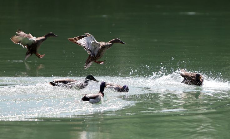 Wasservögel dürfen in Traun nicht gefüttert werden. Foto: Weihbold
