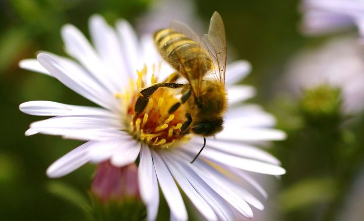 Nicht nur wegen ihrem Honig sind die Bienen für uns wichtig. Foto: Wodicka