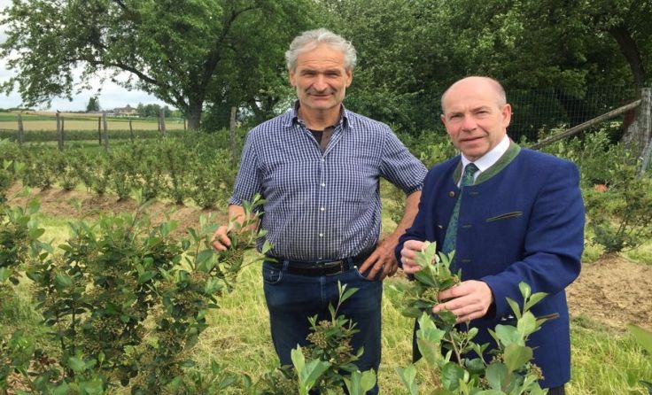 Josef Rogl und Agrar-Landesrat Max Hiegelsberger in den Aronia Feldern. Foto: Land OÖ/Mallinger 