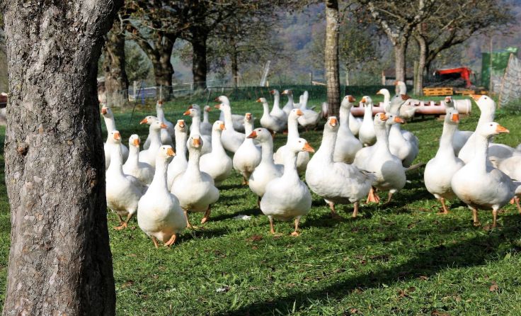 Je älter die Gänse werden, desto geschwätziger werden sie. Foto: Tips