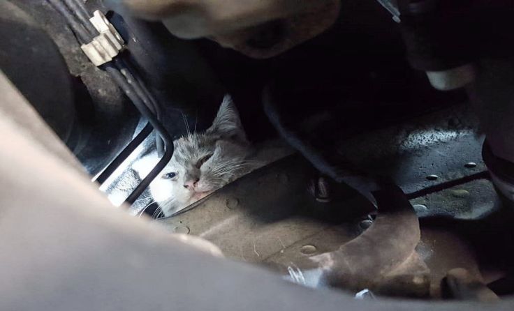Die Katze war im Motorraum eingeklemmt Fotos (3): Oskar Reitberger