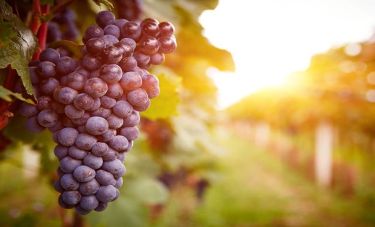 Ausgewählte Winzer präsentieren ihre besten Weine. Foto: Rostislav Sedlacek/Shutterstock.com