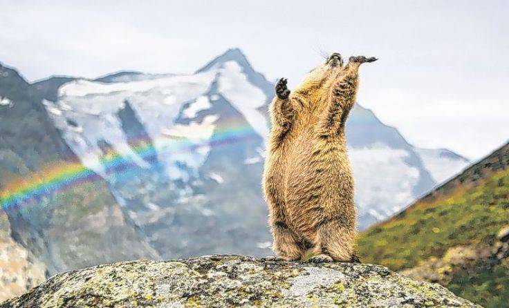 Und täglich grüßt das Murmeltier. Foto: Sepp Friedhuber