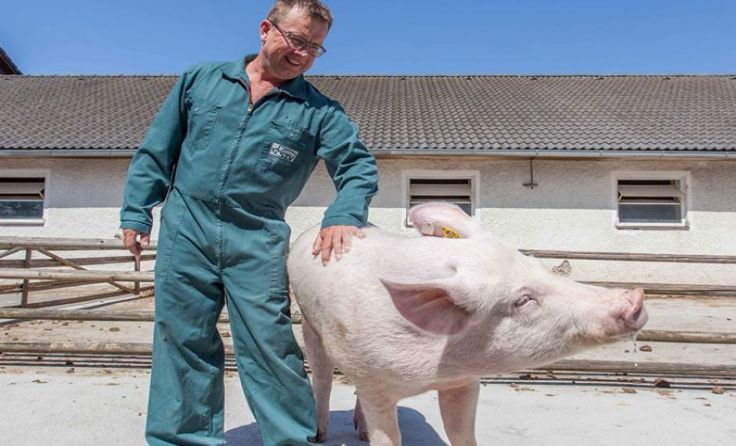 Schweinezüchter Alois Gstöttenmayr aus Edlbruck Fotos: Daniela Köppl 