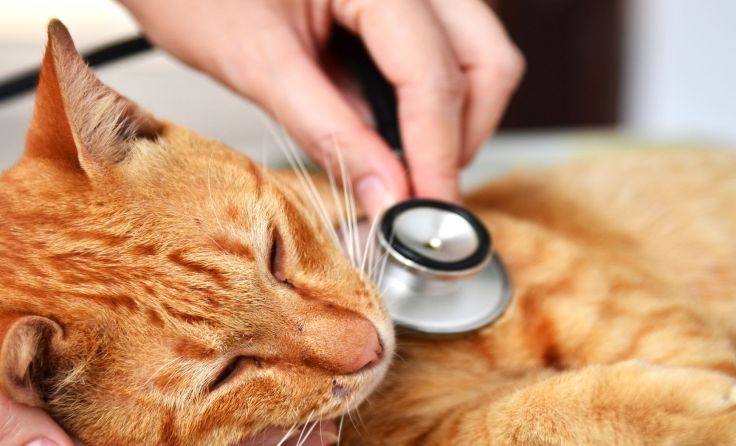 Eine der Katzen erblindete auf einem Auge. Symbolfoto: Shutterstock.com/JJ Images