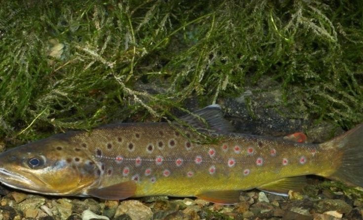 Die Bachforelle ist anspruchsvoll, was ihre Laichplätze betrifft.Foto: Hauer/OÖLFV