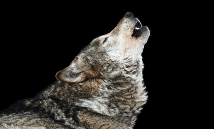 Der Wolf ist ins Mühlviertel zurückgekehrt. Foto: Shutterstock.com/Takiev Alexander 