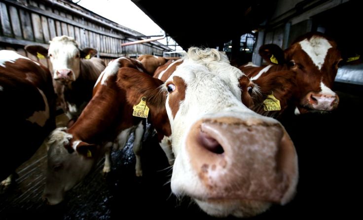 Die Produktion von Fleisch ist sehr ressourcenintensiv. Foto: Weihbold