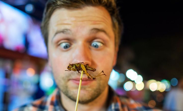Weltweit gibt es 1.800 essbare Insektenarten. Foto: Koldunova Anna/Shutterstock.com