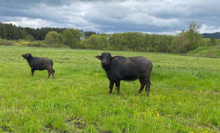 Exoten an der Maltsch, links das im Vorjahr geborene Kalb "Pongo" Fotos: privat 