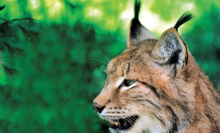 Der Luchs ist das Tier des Jahres. (Foto: Naturschutzbund)