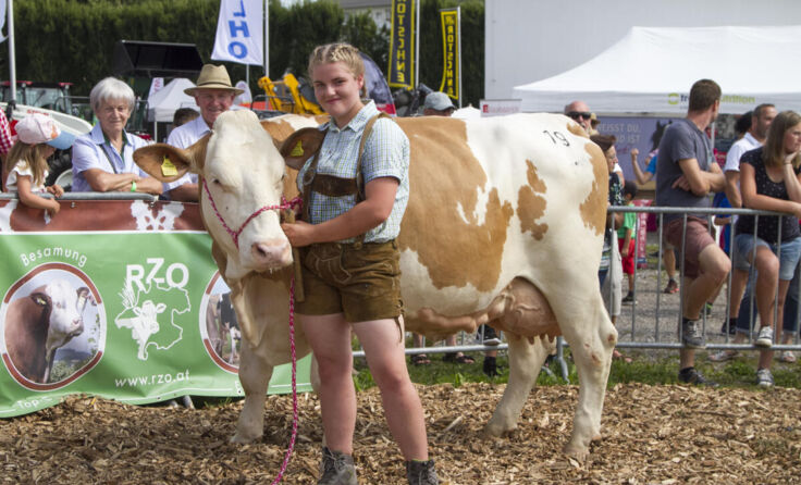 Auch die Jungzüchter führen ihre besten Kühe vor. (Foto: LK OÖ)