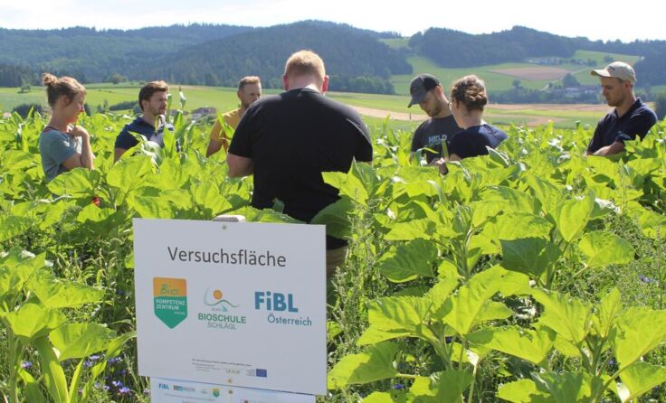 Versuchsfläche mit Mais-Hirse-Sonnenblumengemenge (Foto: Biokompentenzzentrum Schlägl)