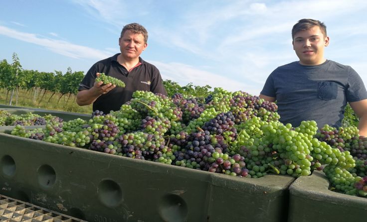Franz und Sohn Alexander Türk bei der Verjuslese in Stratzing. Foto: Weingut Türk