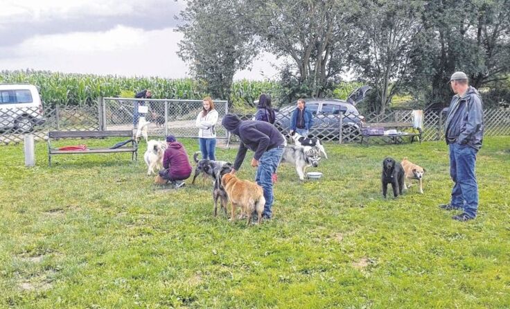 Die Hundefreilaufzone in Perg bietet viel Platz und gute Betreuung. (Foto: Benezeder)