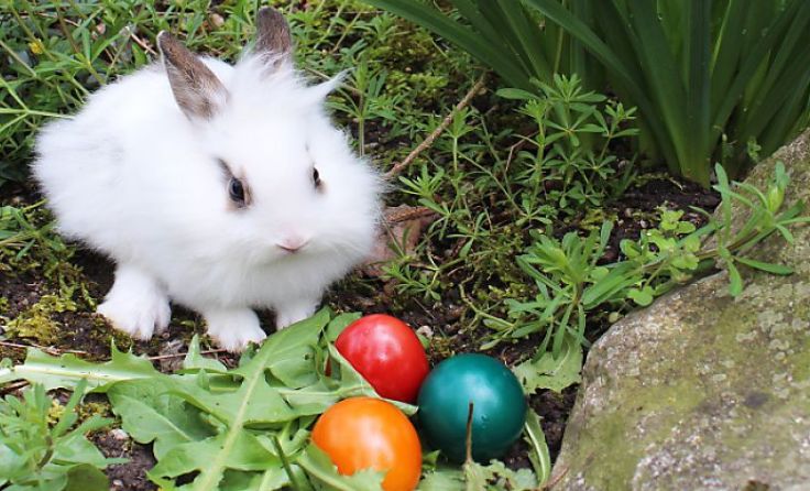 Auch die Tiere freuen sich über das lange Osterwochenende (Foto: APA/Zoo Schmiding)