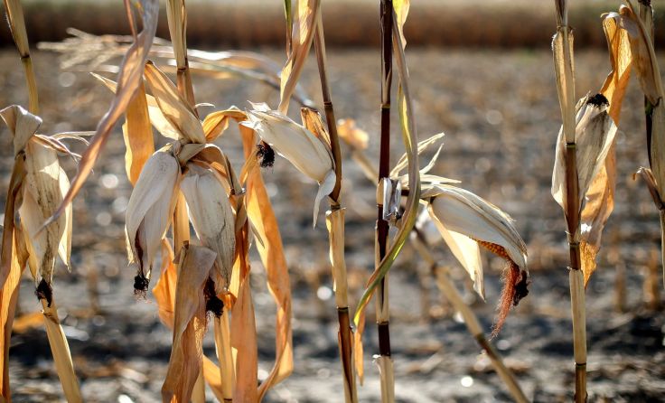 Die Hitze setzt der Natur bereits ordentlich zu. (Foto: Vowe)