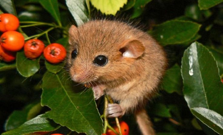 Die Haselmaus