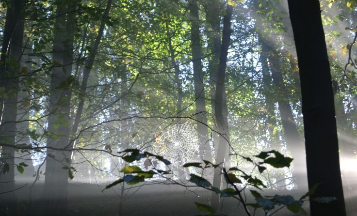 Früher Morgen im Mostviertel – für manche die Zeit und der Ort, Gott nahe zu seinFoto: FMZ