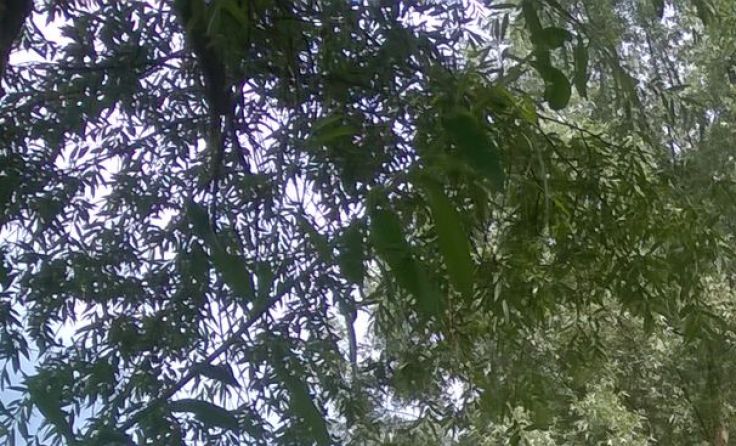 Aerial Silk Linz