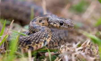 Schlangen-Plage auf Mallorca: Das müssen Urlauber wissen