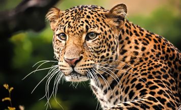 Allein im Dschungel: Mönch (45) stirbt nach Leopard-Attacke