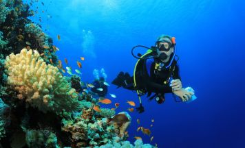 Forscher schlagen Alarm: Tropischer Fisch vor Kroatiens Küste aufgetaucht