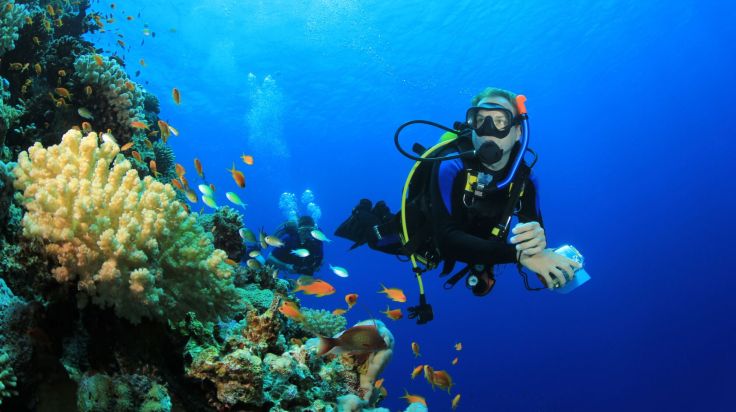 Forscher schlagen Alarm: Tropischer Fisch vor Kroatiens Küste aufgetaucht