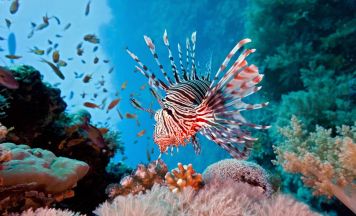 Kroatien-Urlauber aufgepasst: Dieser Fisch ist hochgiftig