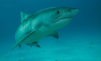 Tragödie in den Flitterwochen: Hai verletzt Bräutigam (31) schwer