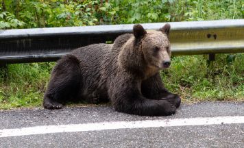 Kroatien: Gefahrenwarnung nach Bär-Sichtung auf Autobahn