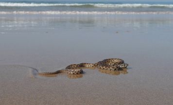 Schreck auf Mallorca: Schlange sorgt für Chaos auf beliebtem Urlaubsstrand