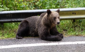 Bärensichtung in Tirol: Gemeinde warnt Bevölkerung