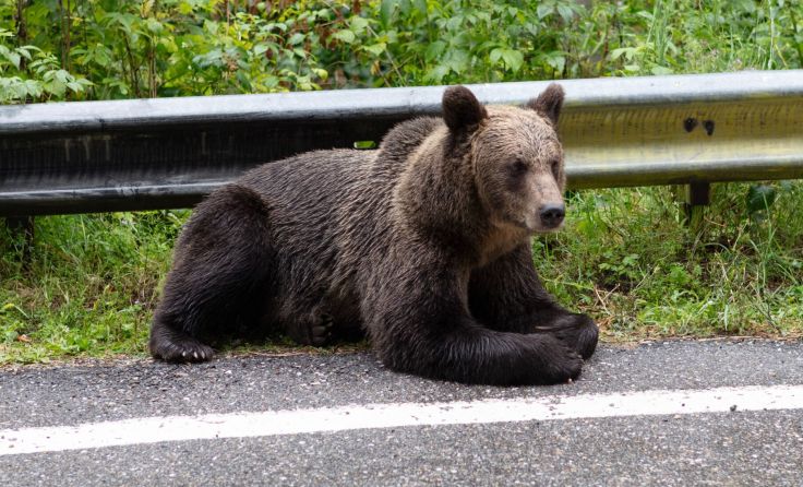 Die Sichtung eines Bären sorgt derzeit in Tirol für Aufregung. Symbolbild: stock.adobe.com/ Iurii