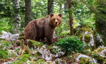 Nach Bären-Sichtung in Tirol: Gemeinde vermeldet Update