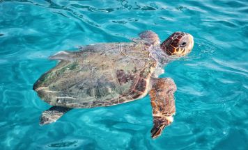 Frau landete im Krankenhaus: Schildkröte attackierte Urlauber in Kroatien