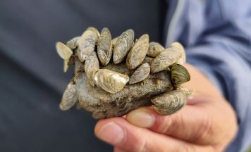 Invasive Muschel wird zur Gefahr für Badende in Österreichs Seen
