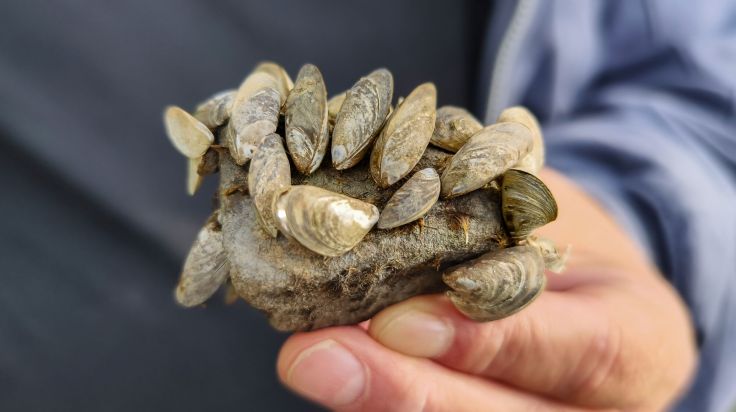 Invasive Muschel wird zur Gefahr für Badende in Österreichs Seen