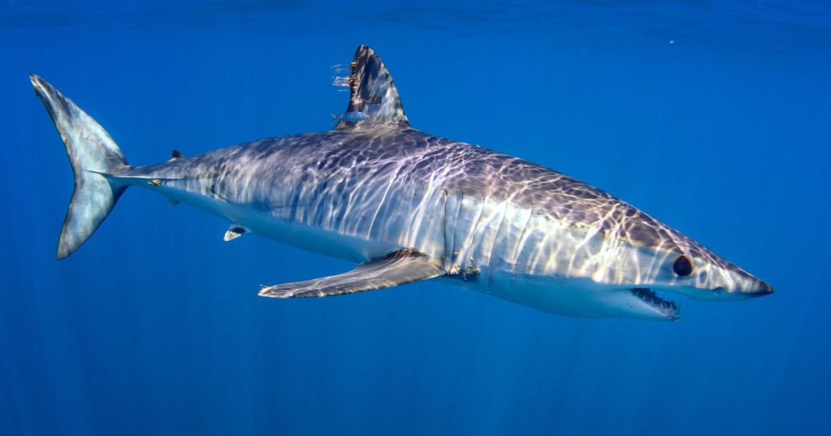 Next shark sighted in Croatia: What vacationers need to know now