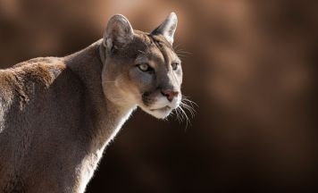 Puma-Suche bei München: Das ist der aktuelle Stand