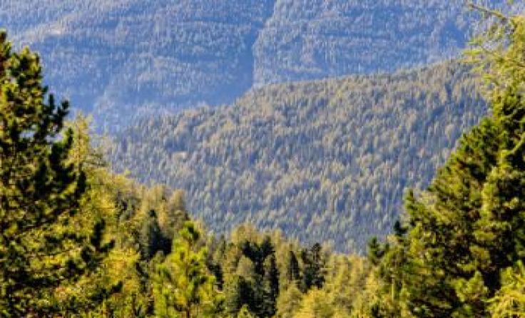Ein 43-Jähriger wurde bei Forstarbeiten unbestimmten Grades verletzt. Symbolfoto: Wodicka