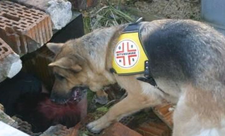 Auch die Rettungshundebrigade half mit ihren Vierbeinern bei der Suche mit. Symbolfoto: Weihbold