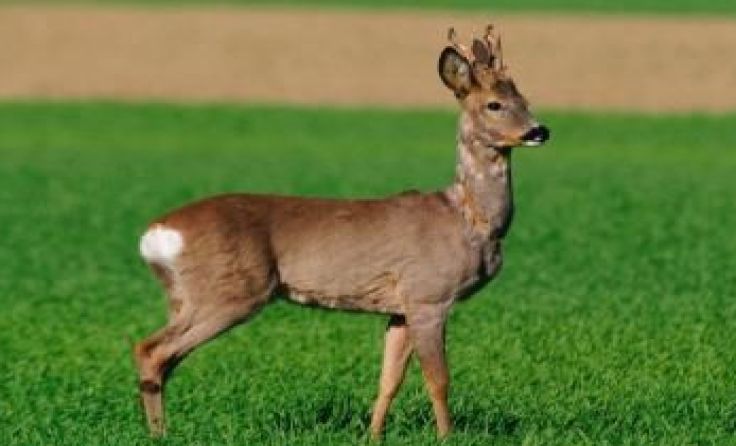 Der zahme Rehbock wird hoffentlich bald gefunden. Symbolfoto: Wodicka