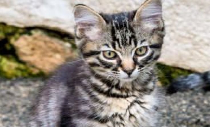 Ein süßes Kätzchen konnte in Linz aus misslicher Lage gerettet werden. Symbolfoto: Wodicka